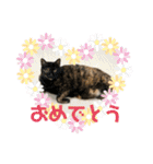 あわねこ保育園の園児たち①（個別スタンプ：19）