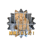 あわねこ保育園の園児たち①（個別スタンプ：26）