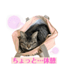 あわねこ保育園の園児たち①（個別スタンプ：34）