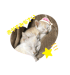 あわねこ保育園の園児たち①（個別スタンプ：35）