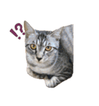 あわねこ保育園の園児たち①（個別スタンプ：37）
