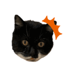 あわねこ保育園の園児たち①（個別スタンプ：38）