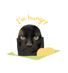 あわねこ保育園の園児たち①（個別スタンプ：40）