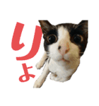 Caw＆Mow(=^ェ^=)3周年記念（個別スタンプ：1）