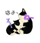 Caw＆Mow(=^ェ^=)3周年記念（個別スタンプ：2）