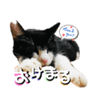 Caw＆Mow(=^ェ^=)3周年記念（個別スタンプ：4）
