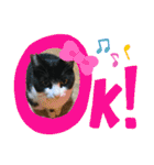 Caw＆Mow(=^ェ^=)3周年記念（個別スタンプ：5）