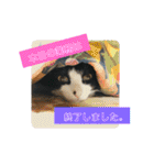 Caw＆Mow(=^ェ^=)3周年記念（個別スタンプ：7）