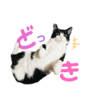 Caw＆Mow(=^ェ^=)3周年記念（個別スタンプ：9）