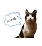 Caw＆Mow(=^ェ^=)3周年記念（個別スタンプ：11）