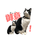 Caw＆Mow(=^ェ^=)3周年記念（個別スタンプ：13）