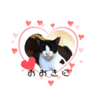Caw＆Mow(=^ェ^=)3周年記念（個別スタンプ：14）
