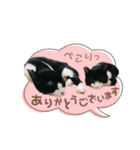 Caw＆Mow(=^ェ^=)3周年記念（個別スタンプ：15）