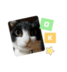 Caw＆Mow(=^ェ^=)3周年記念（個別スタンプ：16）