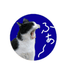 Caw＆Mow(=^ェ^=)3周年記念（個別スタンプ：17）