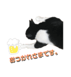 Caw＆Mow(=^ェ^=)3周年記念（個別スタンプ：19）