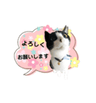 Caw＆Mow(=^ェ^=)3周年記念（個別スタンプ：21）
