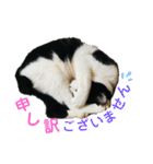 Caw＆Mow(=^ェ^=)3周年記念（個別スタンプ：23）