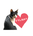 Caw＆Mow(=^ェ^=)3周年記念（個別スタンプ：24）