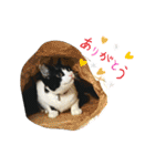 Caw＆Mow(=^ェ^=)3周年記念（個別スタンプ：25）