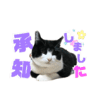Caw＆Mow(=^ェ^=)3周年記念（個別スタンプ：26）