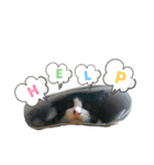 Caw＆Mow(=^ェ^=)3周年記念（個別スタンプ：27）