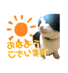 Caw＆Mow(=^ェ^=)3周年記念（個別スタンプ：28）