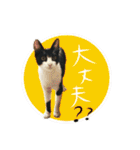 Caw＆Mow(=^ェ^=)3周年記念（個別スタンプ：29）