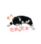 Caw＆Mow(=^ェ^=)3周年記念（個別スタンプ：30）