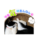 Caw＆Mow(=^ェ^=)3周年記念（個別スタンプ：31）