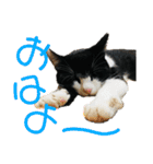 Caw＆Mow(=^ェ^=)3周年記念（個別スタンプ：33）