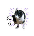 Caw＆Mow(=^ェ^=)3周年記念（個別スタンプ：34）