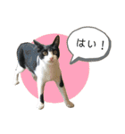 Caw＆Mow(=^ェ^=)3周年記念（個別スタンプ：35）