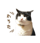 Caw＆Mow(=^ェ^=)3周年記念（個別スタンプ：36）