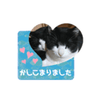Caw＆Mow(=^ェ^=)3周年記念（個別スタンプ：38）
