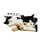 Caw＆Mow(=^ェ^=)3周年記念（個別スタンプ：40）