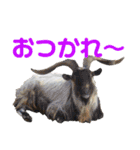 ＊お気に入り動物園のアニマル達＊第2弾（個別スタンプ：4）
