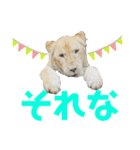 ＊お気に入り動物園のアニマル達＊第2弾（個別スタンプ：10）