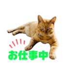 ＊お気に入り動物園のアニマル達＊第2弾（個別スタンプ：11）