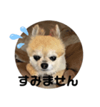 せんたろうスタンプ（個別スタンプ：8）