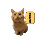ゾロ多めマルコ少なめ（個別スタンプ：8）
