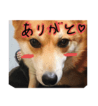 とらばにースタンプ（個別スタンプ：1）