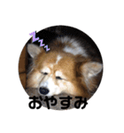 コーギーず（個別スタンプ：2）