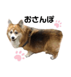 コーギーず（個別スタンプ：3）