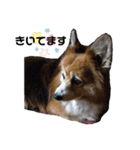 コーギーず（個別スタンプ：5）