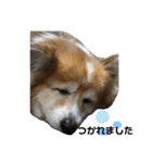 コーギーず（個別スタンプ：6）
