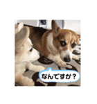 コーギーず（個別スタンプ：9）