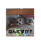 コーギーず（個別スタンプ：12）