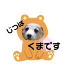 コーギーず（個別スタンプ：15）