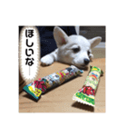 コーギーず（個別スタンプ：16）